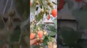 Малина в Казахстане. Усть-Каменогорск. Ремонтантная малина Оранжевое чудо. Отзывы Аминогумус.