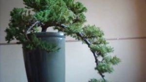 HIRTH BONSAI - JUNIPERUS PROCUMBENS NANA 2 . / 2010. 02. 16