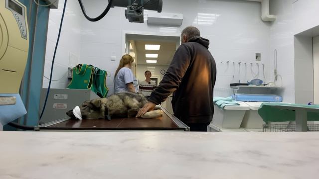 Спасение животных / Спинальница или нет? / Едем разбираться