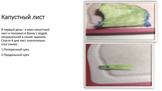 Передвижение веществ по растению