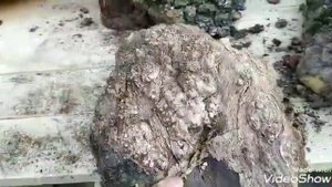 Burl Woodturning.Капа и сувель. Что это?  Обзор видов и форм..