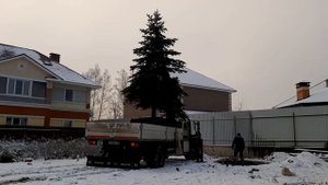 Пересадка ЕЛИ-крупномера 5 м
