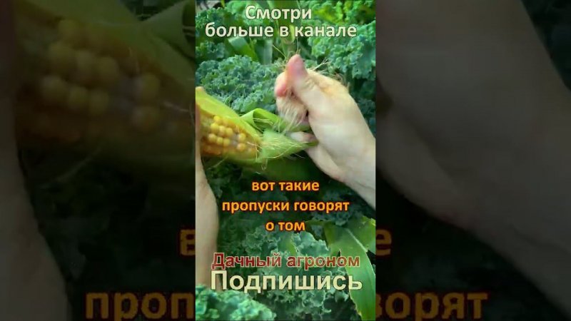 Секрет урожайной кукурузы от эксперта