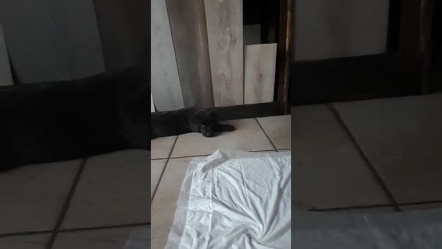 самая длинная собака???? смотреть онлайн