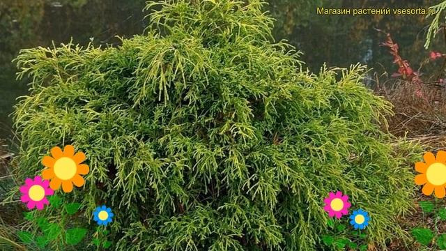 Туя складчатая Корник. Краткий обзор, описание характеристик thuja plicata смотреть онлайн