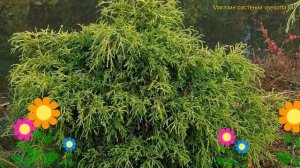Туя складчатая Корник. Краткий обзор, описание характеристик thuja plicata