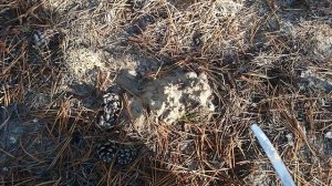 Как собирать грибы зеленушки