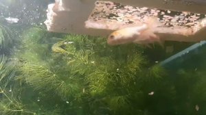 Карпы Кои в аквариуме 20 день кушают и быстро растут 06.06.2020