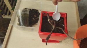 Эуфорбия Платиклада/Euphorbia Platyclada/Молочай. Особенности ухода/размножение/пересадка.Суккулент