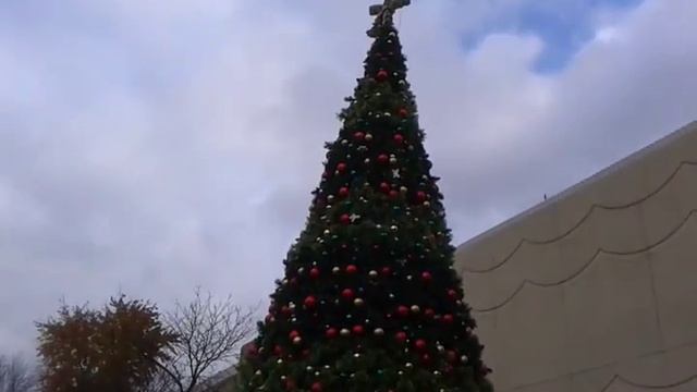 Америка Ноябрь Елки в городе сколько стоят елки