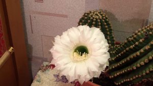 Эхинопсис Эрье. Распускание цветка