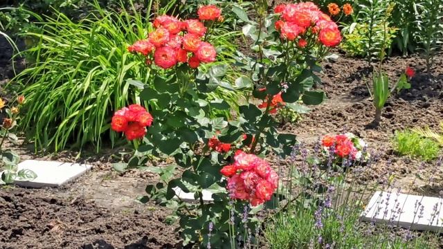 Обзор моего сада. Как сделать свой сад самым красивым смотреть онлайн