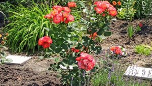 Обзор моего сада. Как сделать свой сад самым красивым