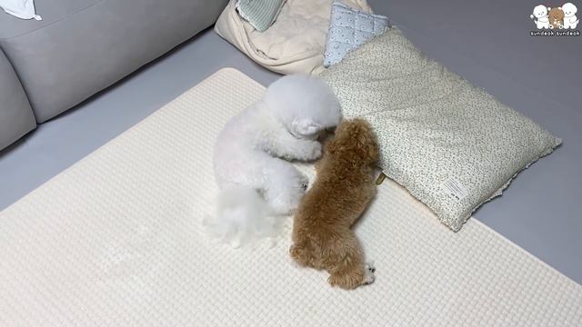 나 덕선! 참을 만큼 참았어!!  (강아지 자매의 전쟁 2부)