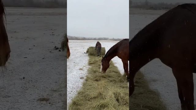 Раскатывают рулон сена.