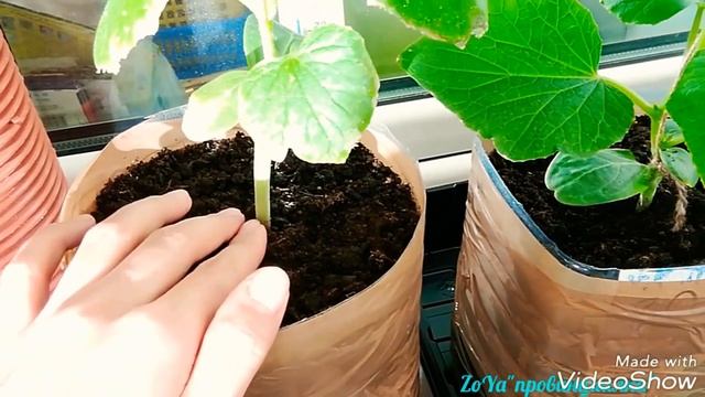 Огурцы на подоконнике. ЗИМОЙ.(часть № 3) Увядают листья, что делать!?!(25.02—06.03.18)