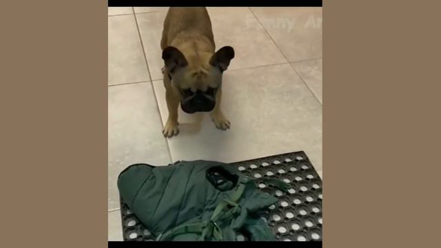 - МИНУТЫ СМЕХА | ЛУЧШИЕ ПРИКОЛЫ 2023 | ПРО ЖИВОТНЫХ | СМЕШНЫЕ ВИДЕО ИЗ ИНСТАГРАМА  #funny смотреть онлайн