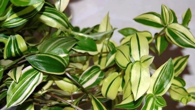 Уход за традесканцией после покупки в магазине. смотреть онлайн