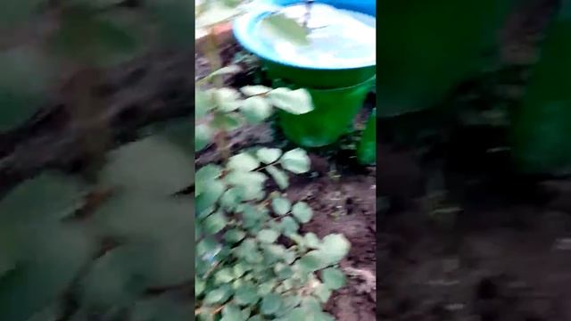 Розы после обработки от тли и гусениц, спустя 2 дня смотреть онлайн