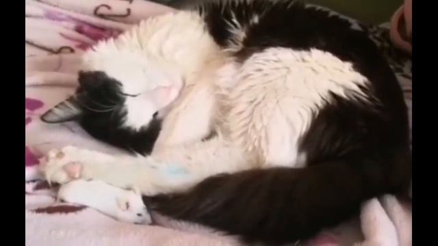 КосмоСоня и ее кот Котя смотреть онлайн