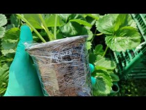 Как мы упаковываем наши саженцы для отправки в другие регионы