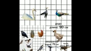 Сравнение размеров птиц и их родственников