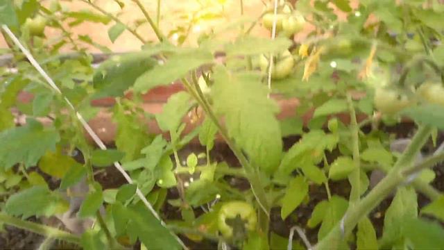 С добрым утром! Хорошего настроения! Удачного дня! смотреть онлайн