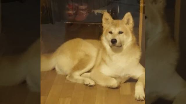 На память о моей собаке Хати... смотреть онлайн