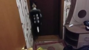 идем гулять (джек рассел)