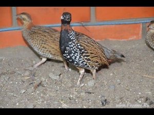 Турачи или Франколины. Питомник Бориса Кравчик Дон-Зоо г. Шахты.