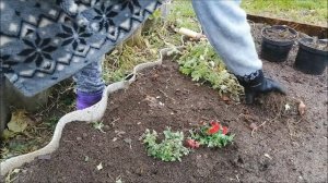 Хризантемы поздней осенью.Как и где они зимуют))Сохраняю маточники и снимаю черенки))Ставлю опыт))