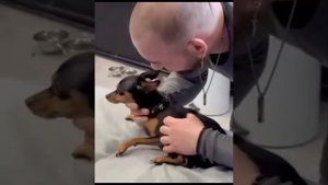 Вправление позвонков собакам от лучшего ветеринара