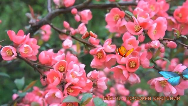 Айва великолепная Пинк Леди (chaenomeles pink lady) ? обзор: как сажать, саженцы айвы Пинк Леди смотреть онлайн