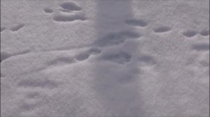 Зимовка пчёл на воле под снегом