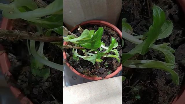 Отзыв Агромаркет ( вiдгук) смотреть онлайн