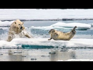 Огромный и Хитрый северянин, добывающий себе тюленей, моржей, и даже белух - БЕЛЫЙ МЕДВЕДЬ В ДЕЛЕ!