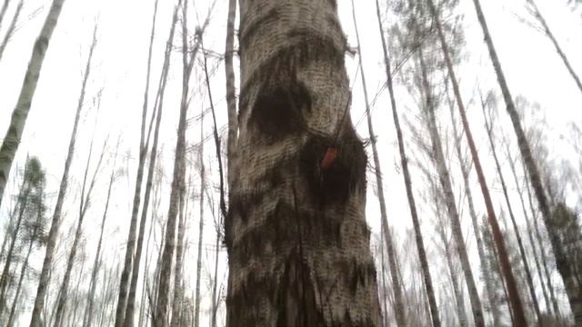 Чага сувель кап трутовик - как отличить
