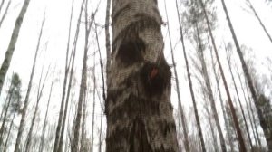 Чага сувель кап трутовик - как отличить