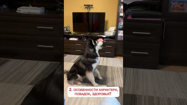 ГОТОВЫ ЗАВЕСТИ СОБАКУ? #любовькживотным #питомец #собакадома #ответственныйхозяин