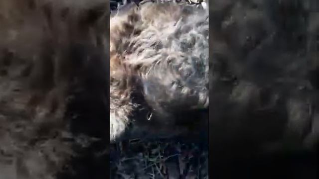 Как правильно чесать собак.08.05.21. смотреть онлайн