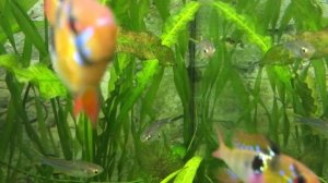 Аквариумная рыбка Солнечный лучик (Telmatherina ladigesi)