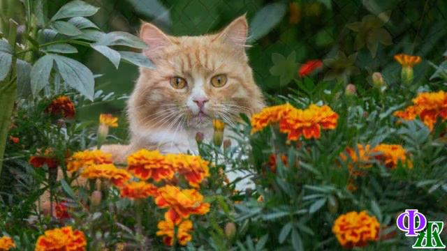 - Если с моими КОТИКАМИ что-то СЛУЧИТСЯ, я этого так не оставлю! – кричала соседка смотреть онлайн