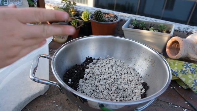 RINVASI PIANTE GRASSE: Risposta alle vostre DOMANDE + 3 Rinvasi ESTREMI! смотреть онлайн