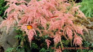 Астильба простолистная Бронс Элеганс ? обзор: как сажать, саженцы астильбы Бронс Элеганс