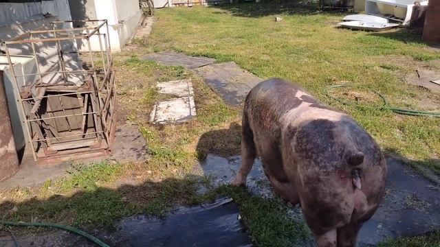 Дустовое Мыло+ Свинья. Процедура для СВИНЕЙ. Эликсир молодости.