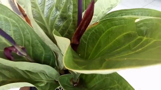 Anthurium Jemani King Kobra смотреть онлайн