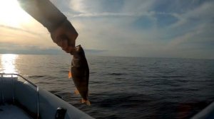 Ловля окуня в июне на Чудском озере. Троллинг