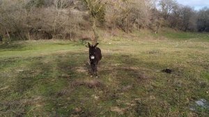 Общительный осёл (он же ишак) орёт на всё Сукко. По дороге к Кипарисовому озеру Сукко.