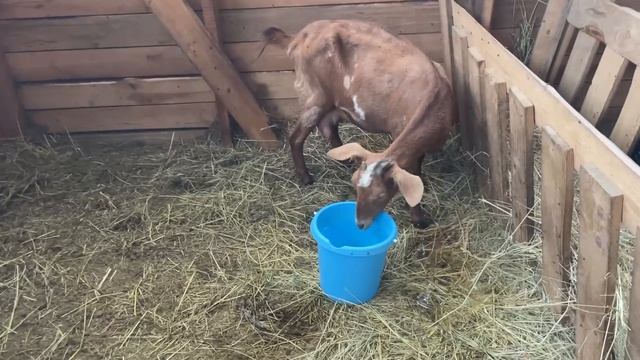 КОГО РОДИЛА КОЗА? ПРИШЛОСЬ ЗАЛЕЗТЬ В КОЗУ! ТАКОГО МЫ НЕ ОЖИДАЛИ! ЖИЗНЬ ПРОСТЫХ ЛЮДЕЙ В ДЕРЕВНЕ! смотреть онлайн