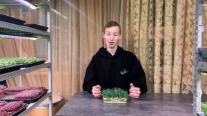 Как я разучился выращивать микрозелень гороха! От чего растут корни?